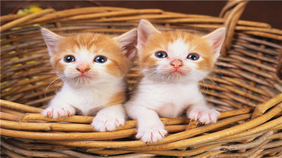 从猫咪排泄物可以看出哪些疾病呢