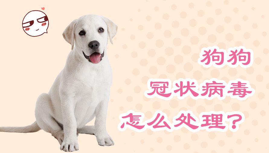 狗狗冠状病毒怎么处理