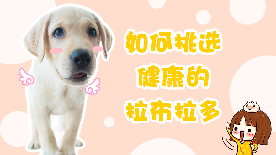 如何挑选一只健康的拉布拉多