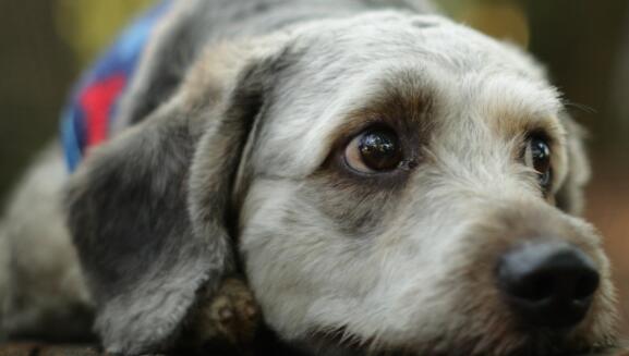 狗狗嘴巴臭的解决方案