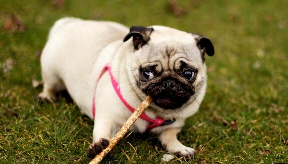 狗狗哺乳没奶怎么办