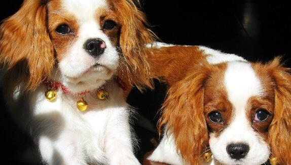 查理士王小猎犬怎么修毛