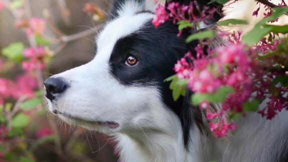 边境牧羊犬好养吗