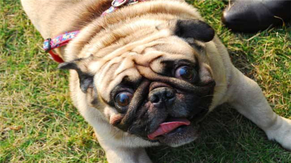 巴哥犬有口臭怎么办