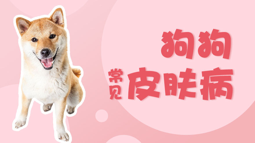 狗狗常见皮肤病
