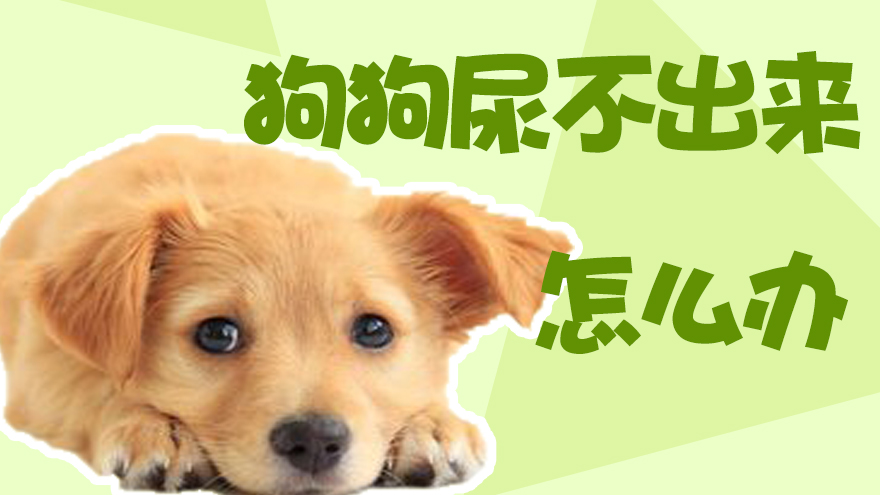狗狗尿不出来怎么办