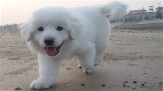 大白熊犬爱叫吗