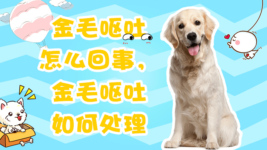金毛呕吐怎么回事 金毛呕吐如何处理