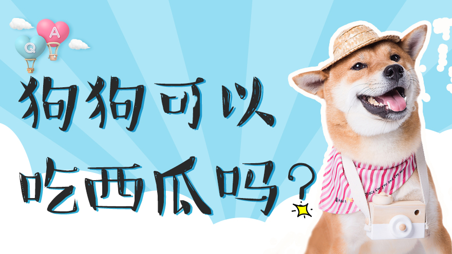 狗狗可以吃西瓜吗