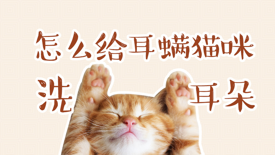怎么给得了耳螨的猫咪洗耳朵