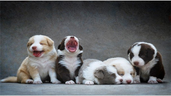 边境牧羊犬适合家庭饲养吗