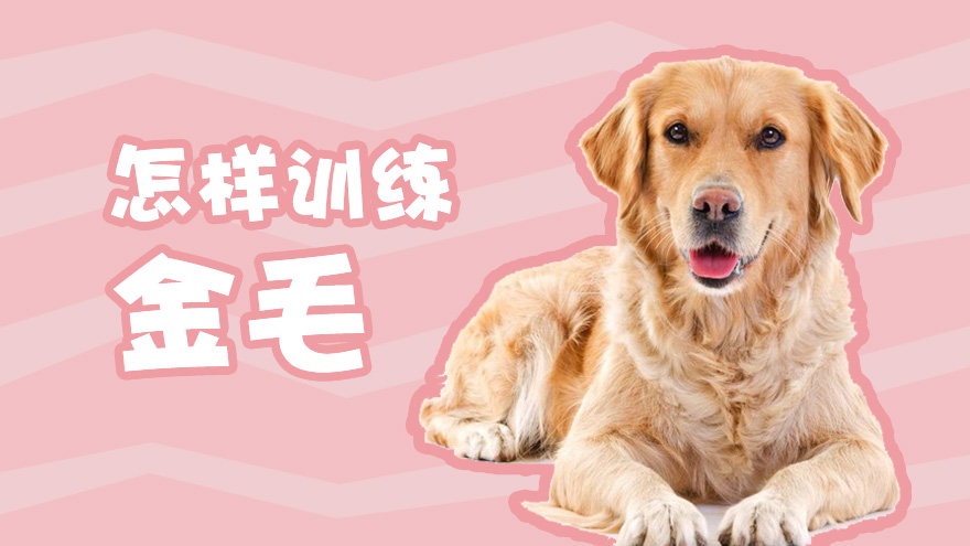 怎样训练金毛让金毛更听话