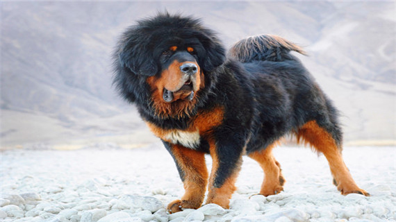 藏獒的毛短而且少是怎么回事