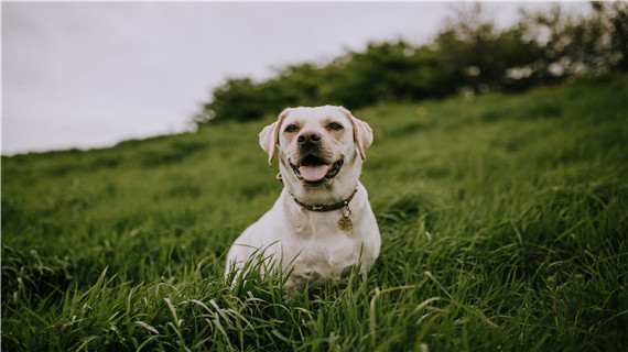 狗身上有跳蚤怎么办
