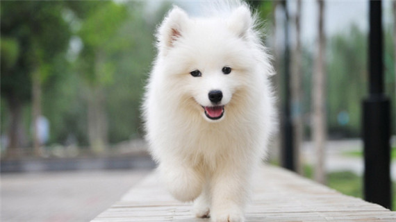 萨摩耶幼犬饲养小技巧