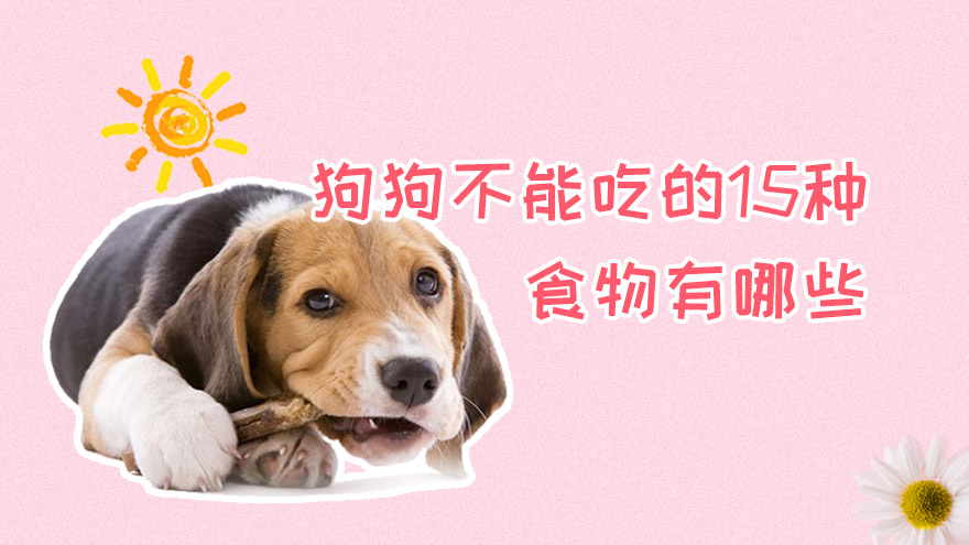 狗狗不能吃的15种食物有哪些