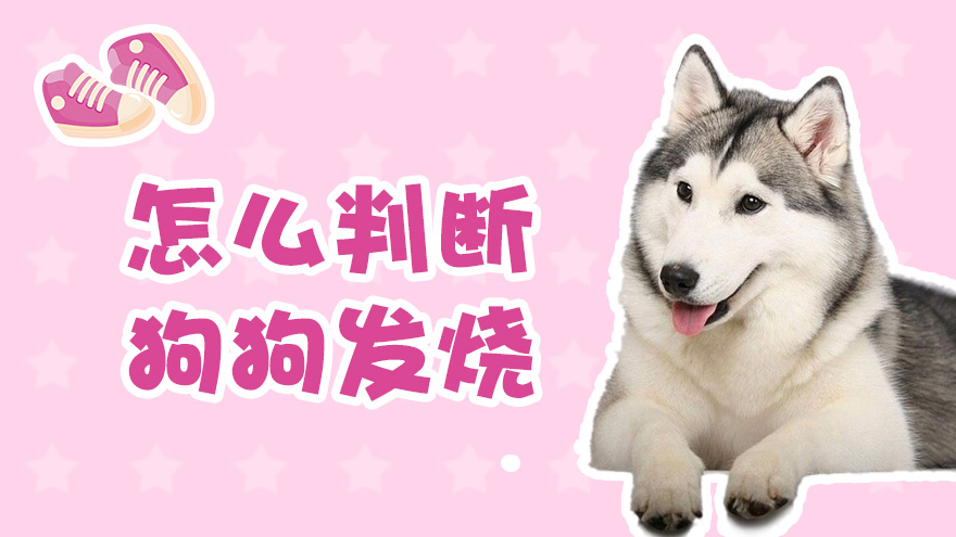 怎么判断狗狗发烧