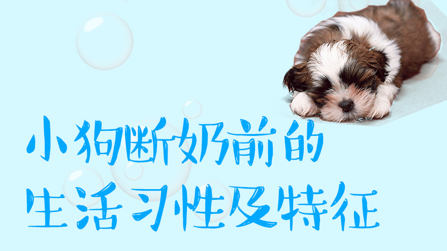 小狗断奶前的生活习性及特征有哪些