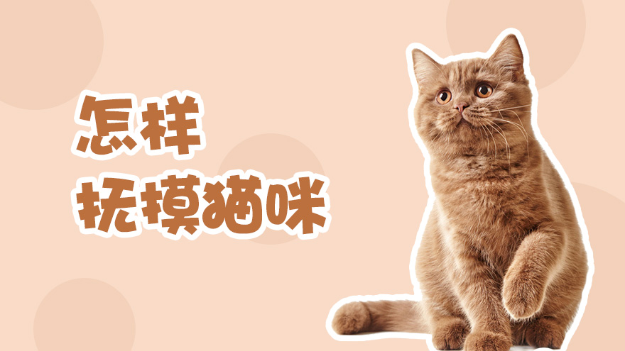 教你怎样抚摸猫咪