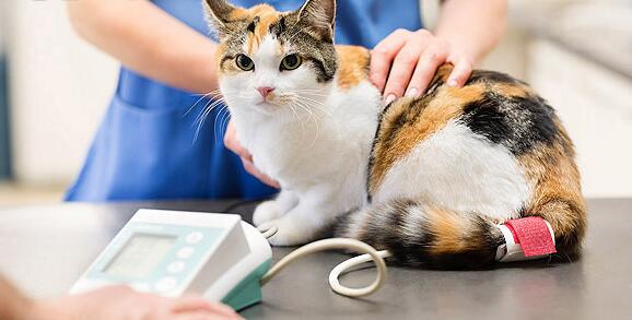 给猫做绝育手术之前需要做哪些准备