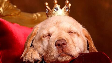 如何给狗狗挑选衣服呢