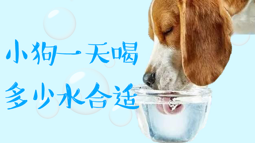 小狗一天需要喝多少水合适