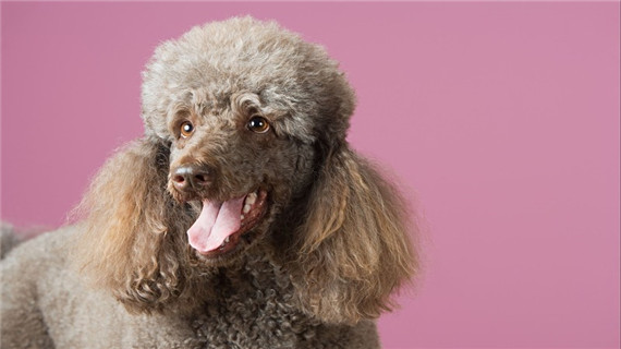 泰迪犬怀孕如何护理