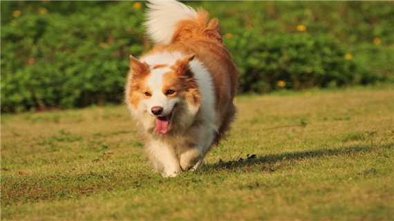 边境牧羊犬得了皮肤病怎么办