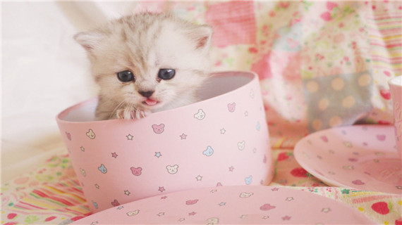 猫咪呕吐了怎么办