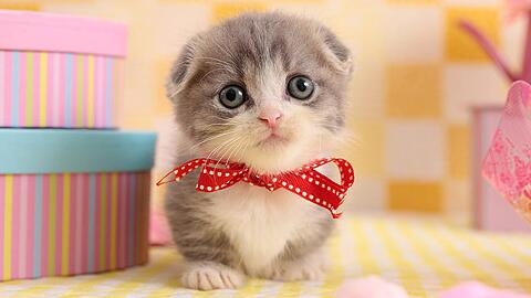 布偶猫的脾气好吗