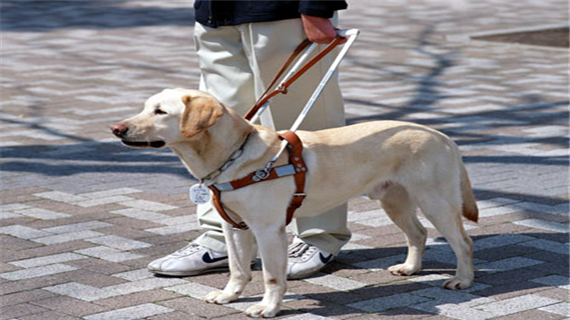 导盲犬的训练方法有哪些
