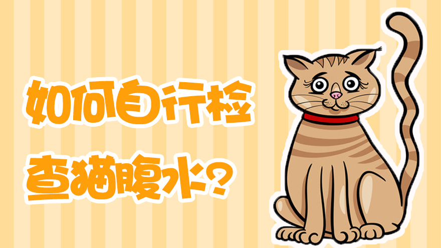 如何自行检查猫腹水