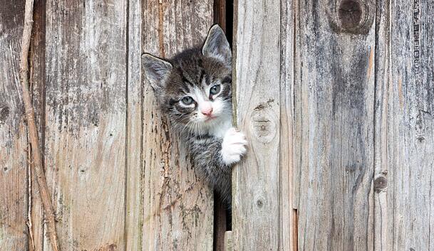猫咪做绝育手术一般需要多长时间