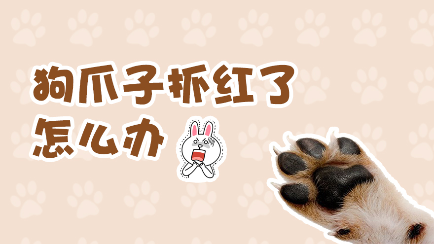 狗爪子抓红了怎么办