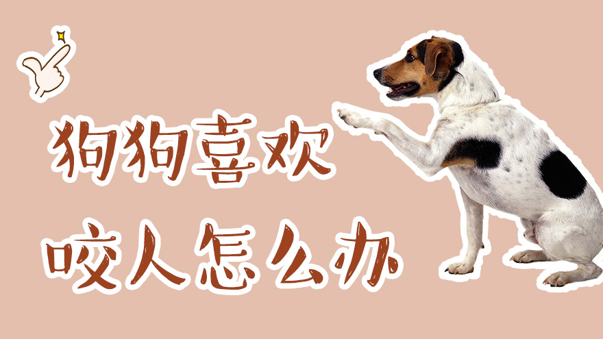 狗狗喜欢咬人怎么办