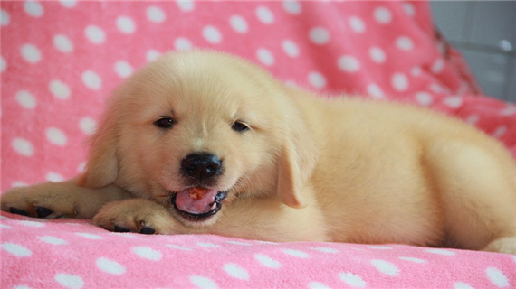 金毛和拉布拉多为什么适合成为导盲犬