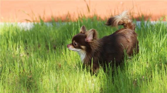 蝴蝶犬叫声什么意思
