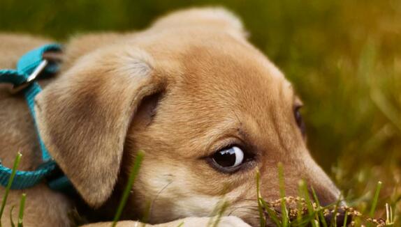 宠物耳朵红、痒的解决方案