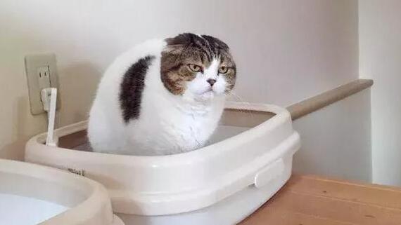 猫咪便秘有什么发病症状