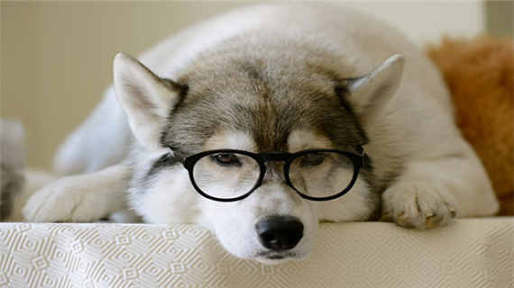 哈士奇不听话怎么办