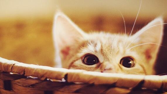 什么是木屑猫砂