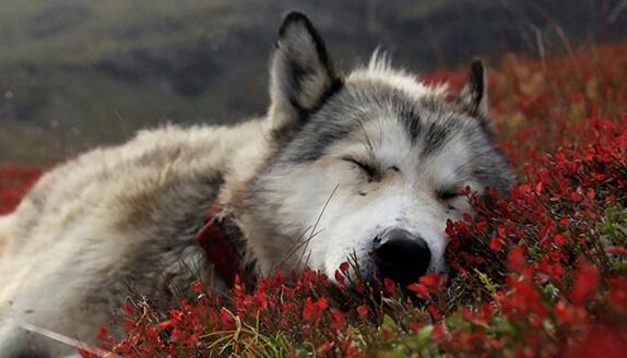 哈士奇和阿拉斯加的区别