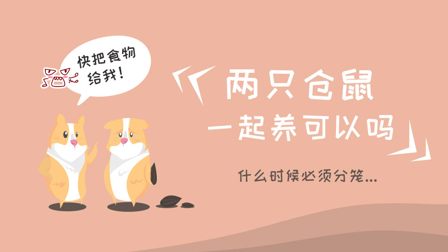 两只仓鼠一起养可以吗什么时候必须分笼