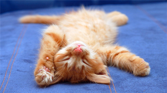 常见猫咪打喷嚏的原因有哪些