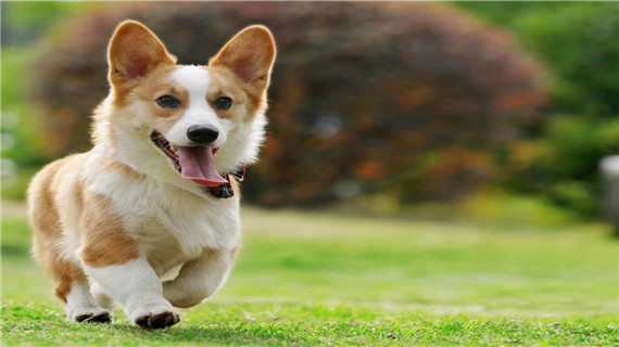 柯基犬的体型特征