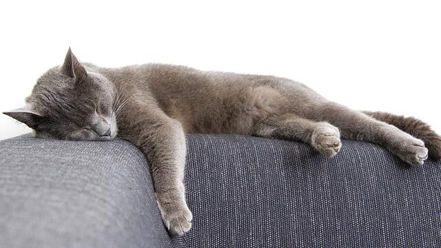 猫咪发烧体温是多少