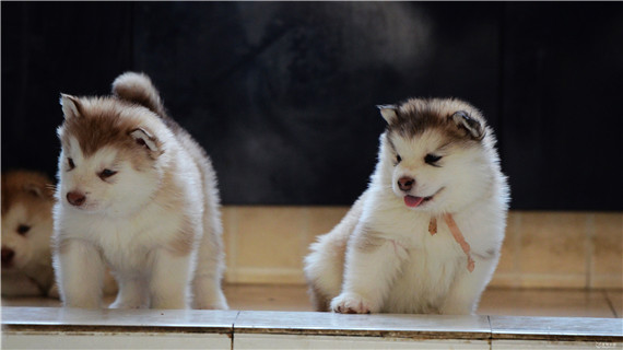 阿拉斯加几个月可以断奶