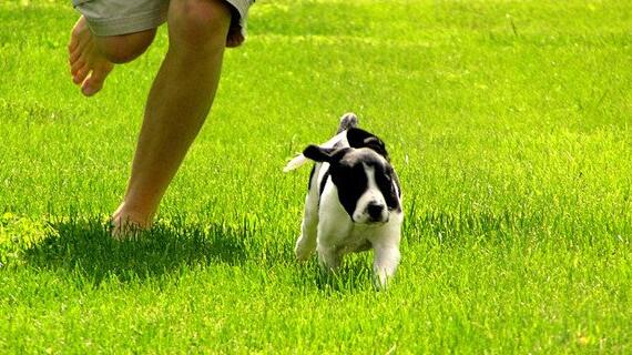 被狗狗追赶怎么办