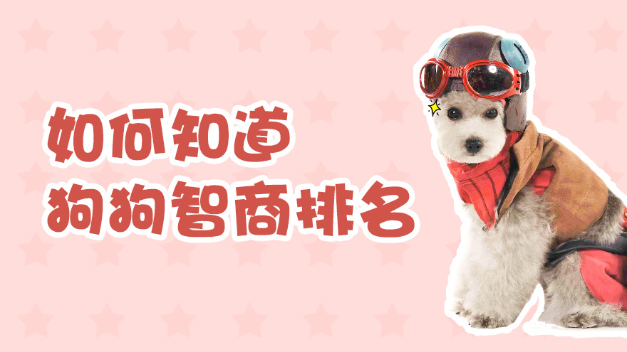 如何知道狗狗智商的排名