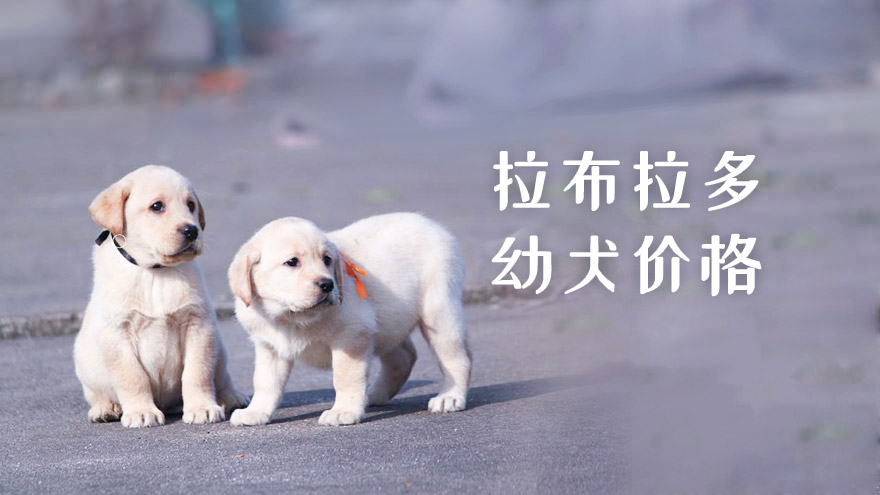 拉布拉多幼犬价格